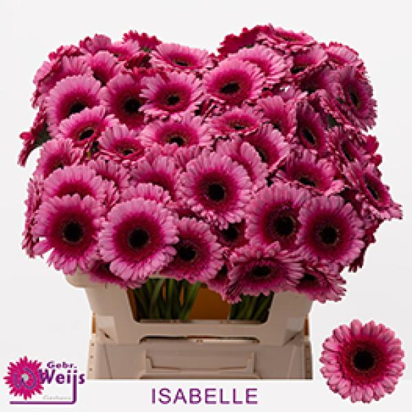 Gerbera ISABELLE